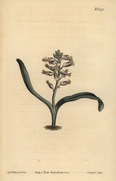 Lachenalia de hojas simples, Lachenalia unicolor de Unbekannt