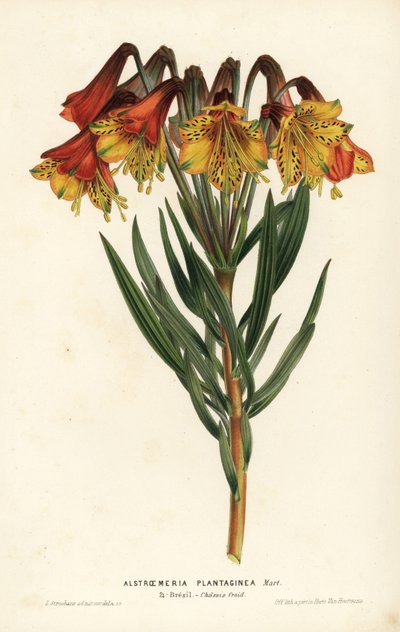 Alstroemeria plantaginea, Alstroemeria plantaginea. Brasil. Litografía coloreada a mano por L. Stroobant de la obra de Louis van Houtte y Charles Lemaire Flores de los jardines e invernaderos de Europa, Flore des Serres et des Jardins de l