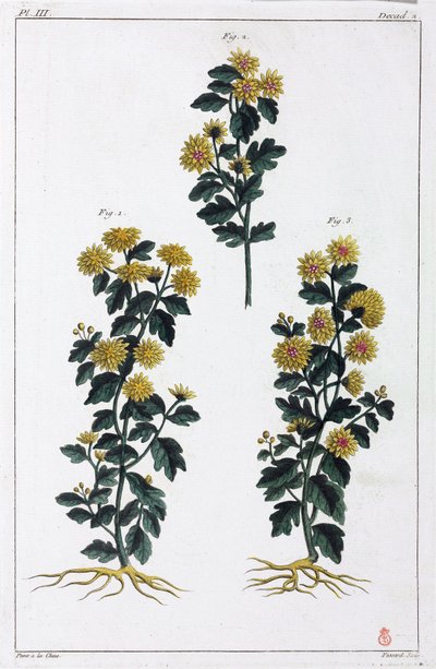 Plantas medicinales, China de Unbekannt