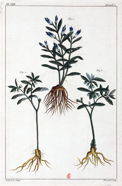 Plantas medicinales, China de Unbekannt