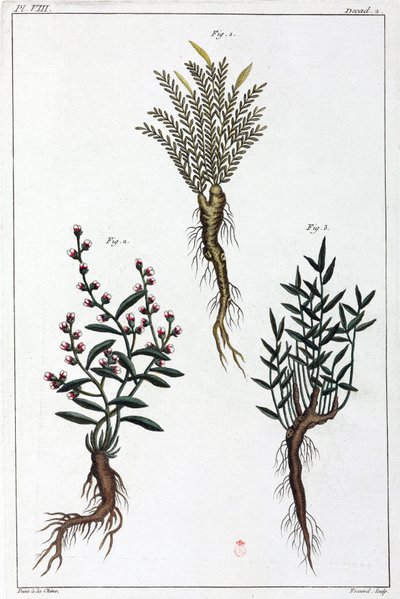 Plantas medicinales, China de Unbekannt