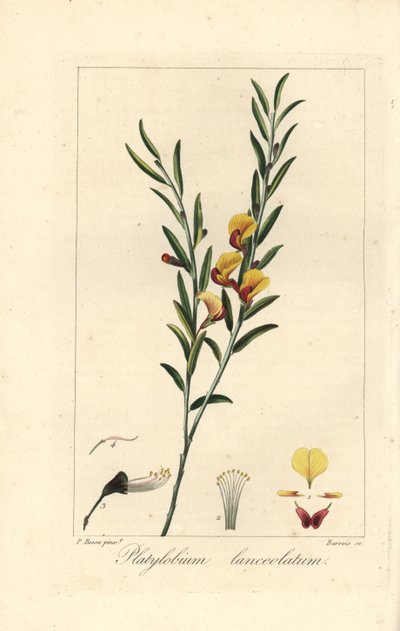 Platylobium lanceolatum, nativo de Australia. Grabado a mano sobre cobre por Barrois a partir de una ilustración botánica de Pancrace Bessa de la obra de Mordant de Launay "Herbier General de l
