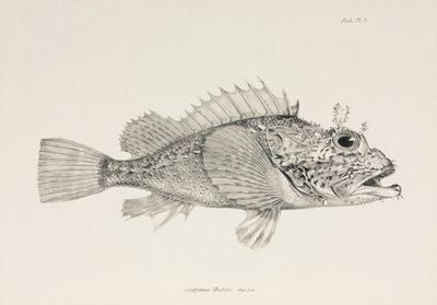 Jugador de cabracho, c 1832-1836 de Unbekannter Künstler