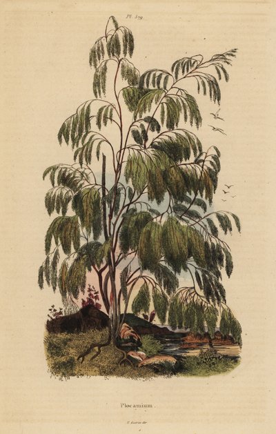 Arbusto Plocama pendula de Unbekannt