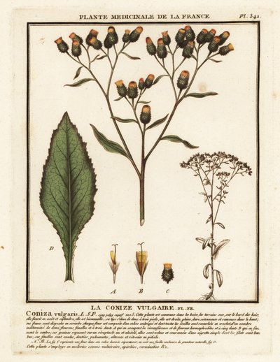 Nardo del labrador, Inula conyza. de Unbekannter Künstler