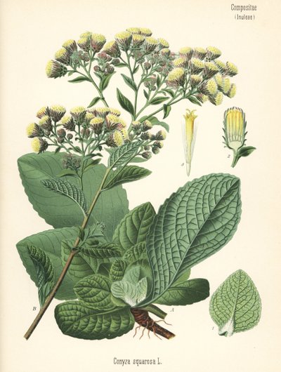 Nardo del arador, Inula conyza (Conyza squarrosa). Cromolitografía según una ilustración botánica de Hermann Adolph Koehler