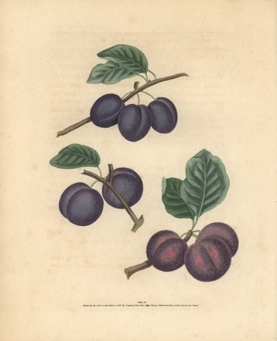 Variedades de ciruela, Prunus domestica: Tours, Lawrane