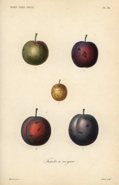 Ciruelas y pasas, Prunus domestica de Unbekannt