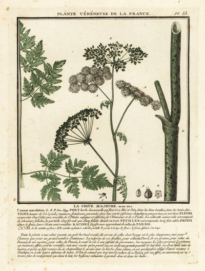 Cicuta venenosa, Conium maculatum. de Unbekannter Künstler