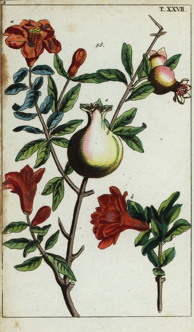 Flores y frutos de granada en una rama, Punica granatum. de Unbekannter Künstler