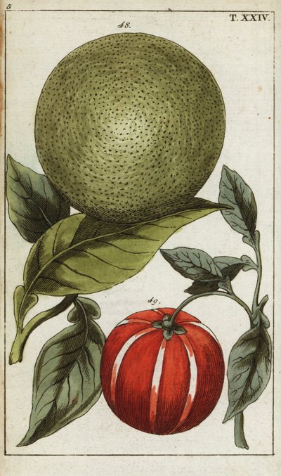 Pomelo o pummelo, Citrus maxima. de Unbekannter Künstler