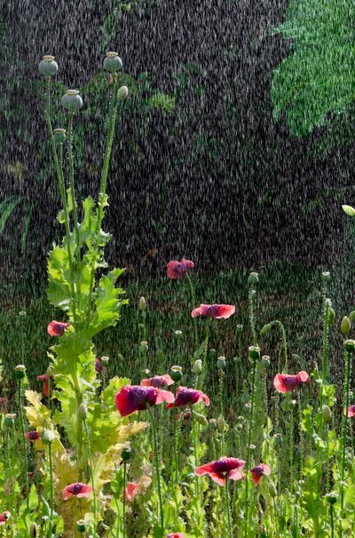 Flores y cabezas de semilla de amapola (Papaver somniferum) en un chaparrón de verano, Gower, Gales del Sur (foto) de Unbekannter Künstler