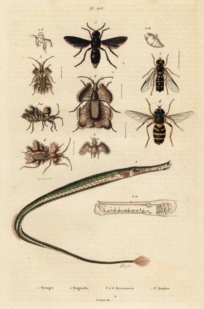 Avispa Potter, pez pipa, chinche de los huevos de oro y mosca volante, 1834-1839 (grabado) de Unbekannter Künstler