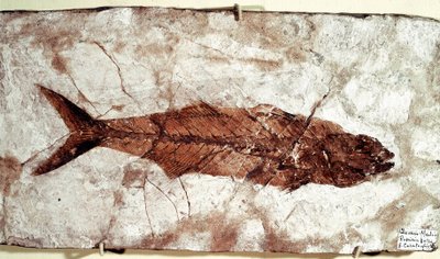 Prehistoria: fósil de pez Sgomber Speciosus del sitio de Monte Bolca de Unbekannt