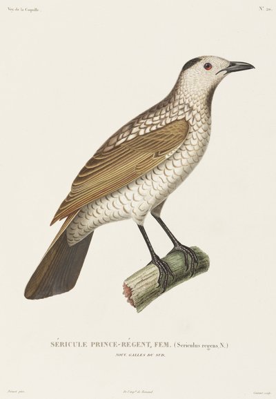 Sericulus del Príncipe Regente, Nueva Gales del Sur, Australia de Unbekannt