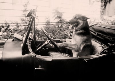 Perro policía premiado Alex al volante de un coche de Alec Hunter