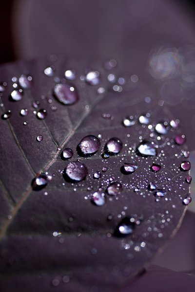 Purple Leaves II (fotografía) de Unbekannter Künstler