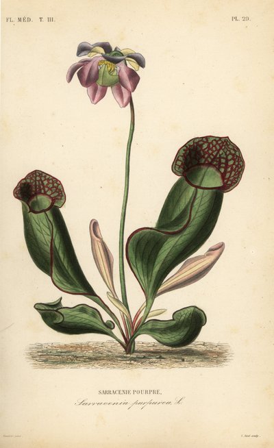 Planta jarra púrpura, Sarracenia purpurea de Unbekannt