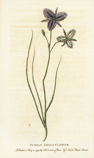 Flor de concha morada de Nueva Gales del Sur, Australia. ¿Quizá una flor de fantasía fabricada por un florista artificial Grabado en cobre coloreado a mano de "The Naturalist