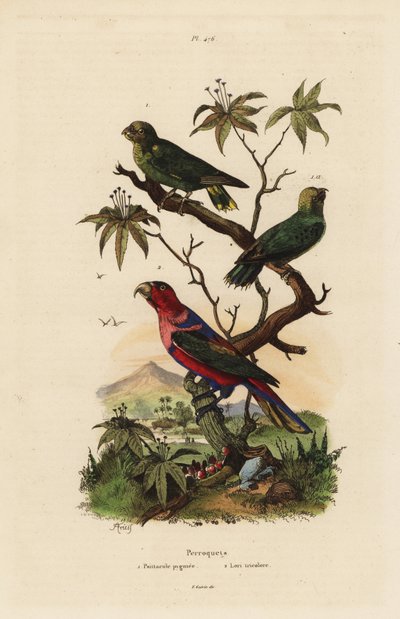 Loro pigmeo, Micropsitta pusio, y lori de cabeza negra, Lorius lorry de Unbekannt