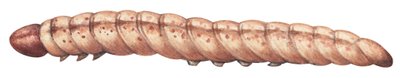 Barrenador europeo del maíz (Ostrinia nubilalis) de Unbekannter Künstler