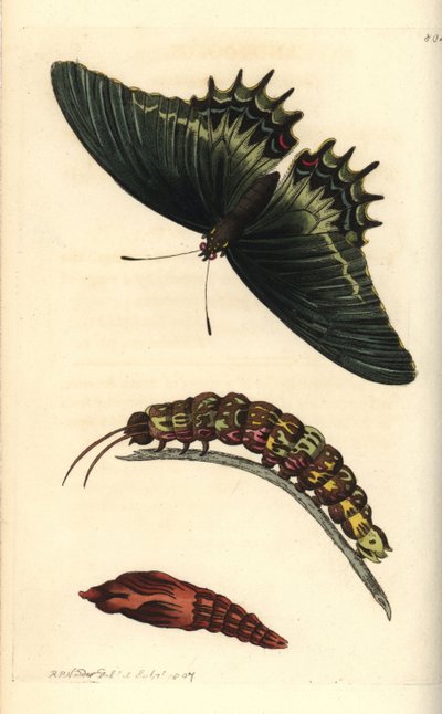Mariposa reina cola de golondrina o androgea, Papilio androgeus, con oruga y pupa. Ilustración dibujada y grabada por Richard Polydore Nodder. Grabado en cobre coloreado a mano de George Shaw y Frederick Nodder