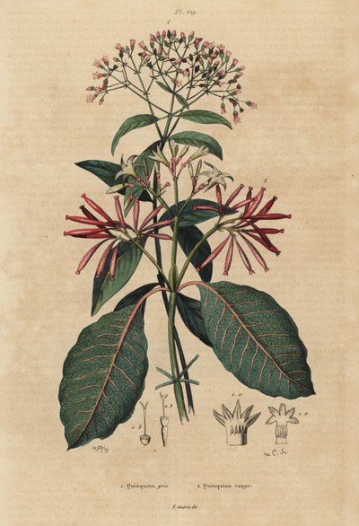 Quinina, Cinchona officinalis y Ladenbergia oblongifolia, vulnerable de Unbekannt
