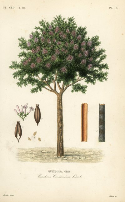 Quina o corteza de cinchona, Cinchona officinalis de Unbekannt