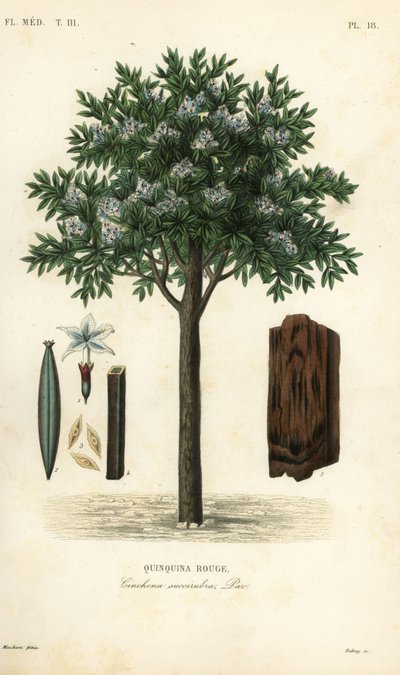Árbol de la quinina de Unbekannt