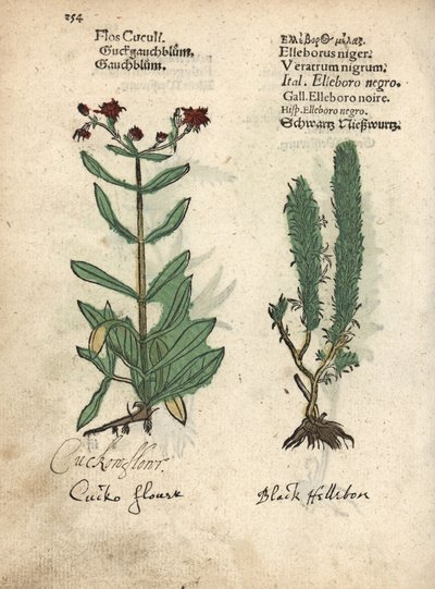 Petirrojo de trapo, Lychnis flos-cuculi, y falso eléboro negro, Veratrum nigrum. Grabado en madera coloreado a mano de una ilustración botánica del Krauterbuch, or Herbal, de Adam Lonicer, Fráncfort. de Unbekannter Künstler