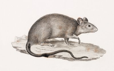 Rata de Alejandría de Unbekannt