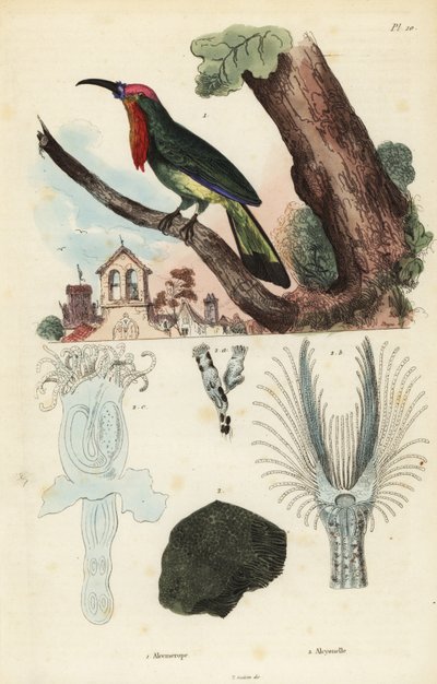 Abejaruco barbudo rojo, Nyctyornis amictus, y briozoo fungoide, Plumatella fungosa de Unbekannt