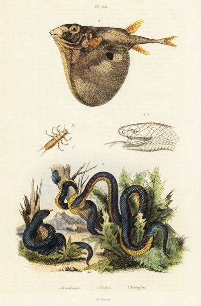 Serpiente negra de vientre rojo y pez globo de tres dientes. de Unbekannter Künstler