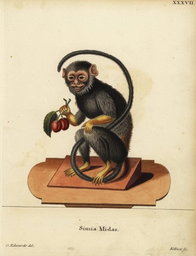 Tití de manos rojas o doradas, Saguinus midas. Simia midas. Grabado en cobre coloreado a mano por Joseph Kellner a partir de una ilustración de George Edwards de Johann Christian Daniel Schreber