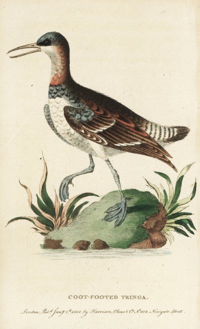 Falaropo cuellirrojo, Phalaropus lobatus. (Ilustración copiada de George Edwards. Grabado en cobre coloreado a mano de "The Naturalist