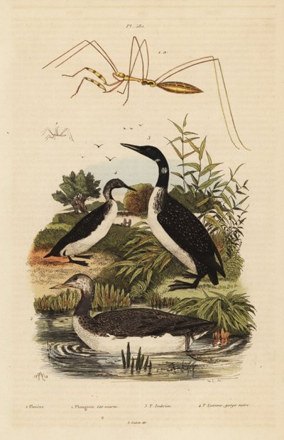Colimbo ártico, Gavia stellata, colimbo grande, Gavia immer, colimbo chico, Gavia arctica, y chinche de patas largas, especie Emesini de Unbekannt