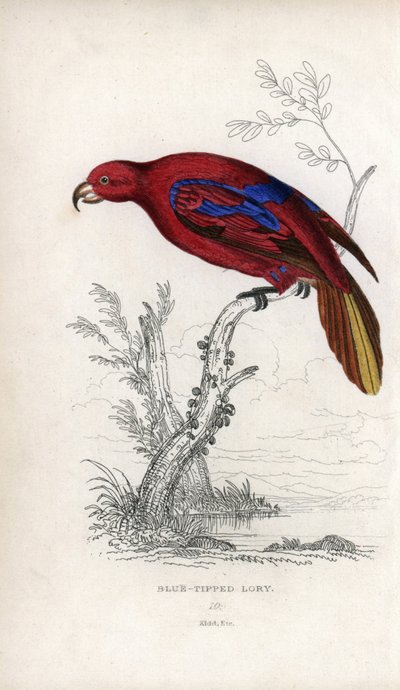 Lori rojo, Eos rubra. Psittacus caeruleatus. Litografía de Joseph Kidd, basada en un dibujo de John Audubon, en Miscellany of Natural History: Parrots, Sir Thomas DiK Lauder and Captain Thomas Brown, publicada en Edimburgo, Escocia, en 1833. de Unbekannter Künstler