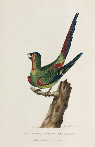 Parrakeet de hombros rojos