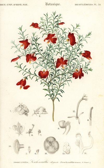 Leschenaultia roja, Leschenaultia formosa.,1849 (grabado) de Unbekannter Künstler