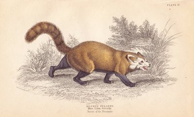 Panda rojo, Ailurus fulgens. Vulnerable. De un espécimen del Museo de la Sociedad Linneana. Grabado en acero coloreado a mano por Lizars a partir de una ilustración de Charles Hamilton Smith de la Biblioteca del Naturalista de William Jardine, Edimburgo. de Unbekannter Künstler