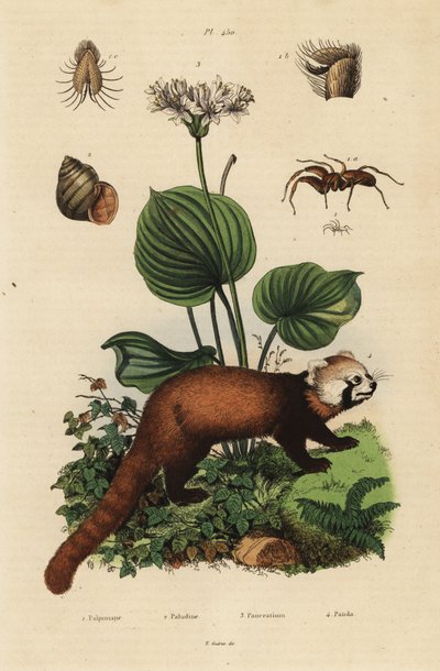 Panda rojo, Ailurus fulgens, en peligro de extinción, lirio de Navidad del norte, Proiphys amboinensis, caracol de río, Viviparus viviparus, y araña, especie Palpimanus de Unbekannt