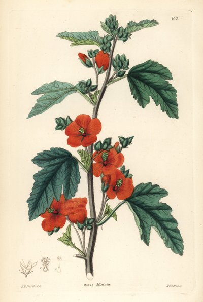 Rojo púrpura - Globemallow, Sphaeralcea miniata (Malva miniata). Grabado en cobre coloreado a mano por Weddell según Edwin Dalton Smith de John Lindley and Robert Sweet