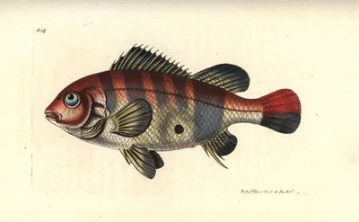Pez de tierra de rayas rojas, Geophagus surinamensis (Surinam sparus, Sparus surinamensis). Ilustración dibujada y grabada por Richard Polydore Nodder. Grabado en cobre coloreado a mano de George Shaw y Frederick Nodder, The Naturalist