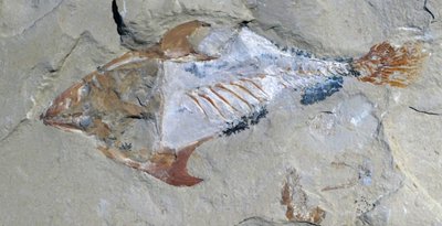 Restos de un animal conservados como fósil de Unbekannter Künstler