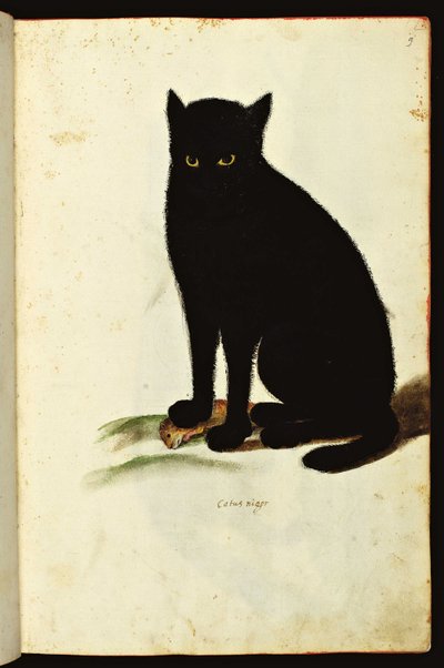 Representación de un gato negro. Cuadro ilustrado de un manuscrito de Historia Natural sobre los Animales, Fonds Ulisse Aldrovandi, Bibl. de la Universidad, ed. 1603. de Unbekannter Künstler