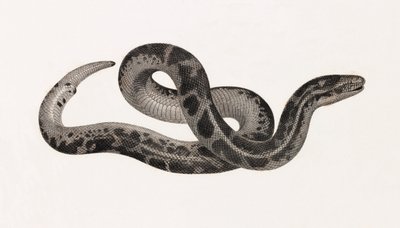Reptiles: una serpiente de Tebaida de Unbekannt