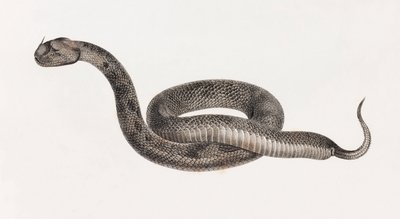 Reptiles: Una víbora de Unbekannt