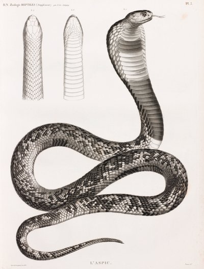 Reptiles: Un áspid de Unbekannt