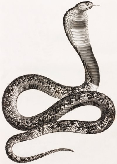 Reptiles: una áspid de Unbekannt