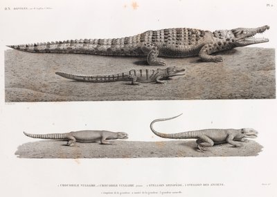 Reptiles: Cocodrilos y Stellions de Unbekannt